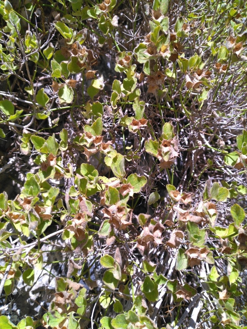 Acanthoprasium frutescens photo 7