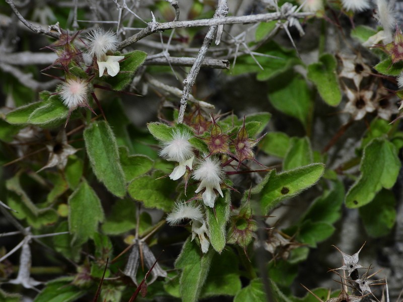 Acanthoprasium frutescens photo 8