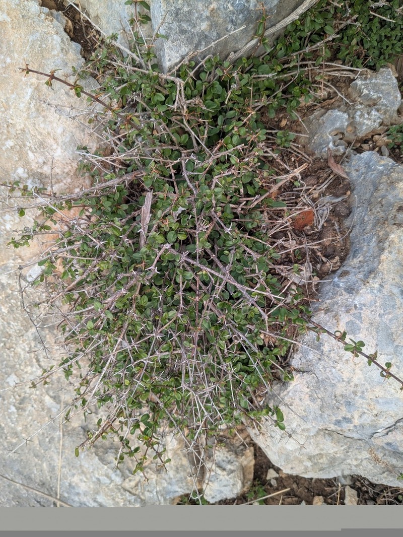 Acanthoprasium integrifolium