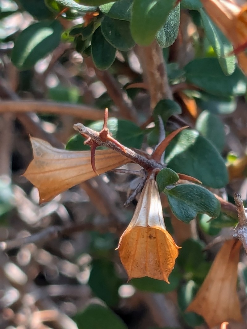 Acanthoprasium integrifolium photo 2
