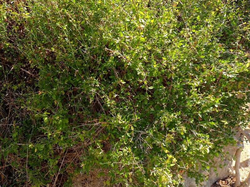Acanthoprasium integrifolium photo 3