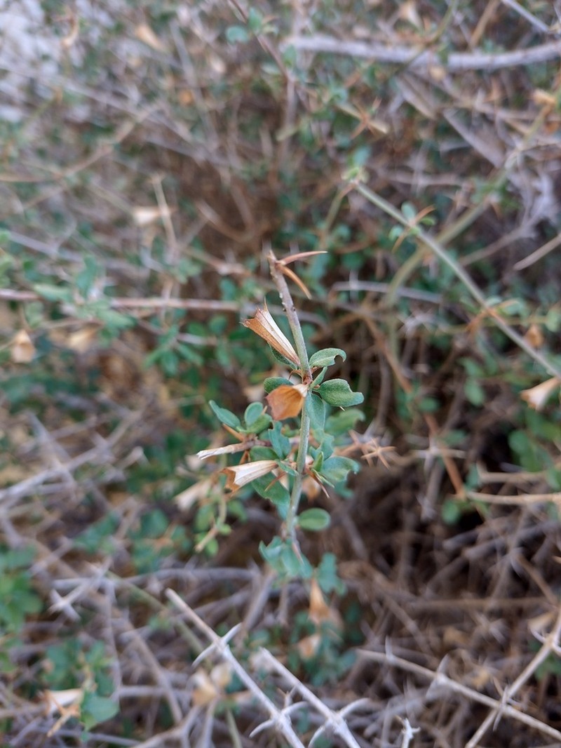 Acanthoprasium integrifolium photo 4