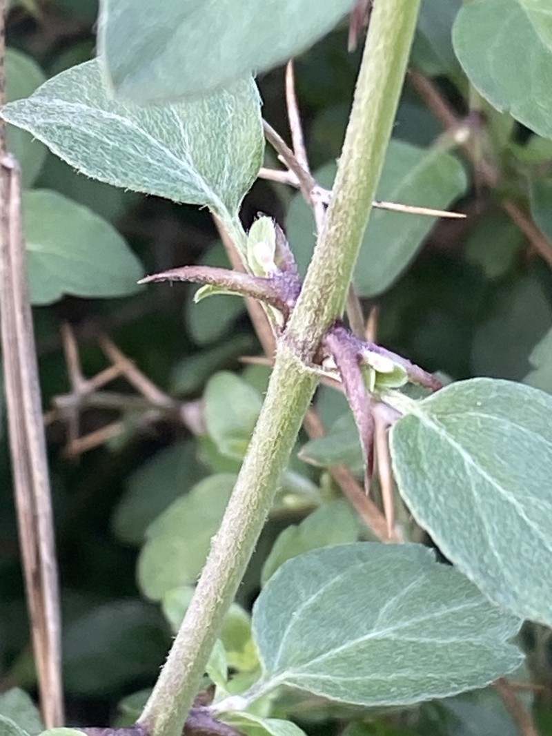 Acanthoprasium integrifolium photo 5