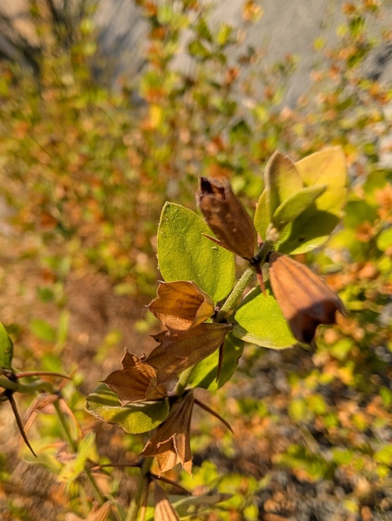 Acanthoprasium integrifolium photo 6