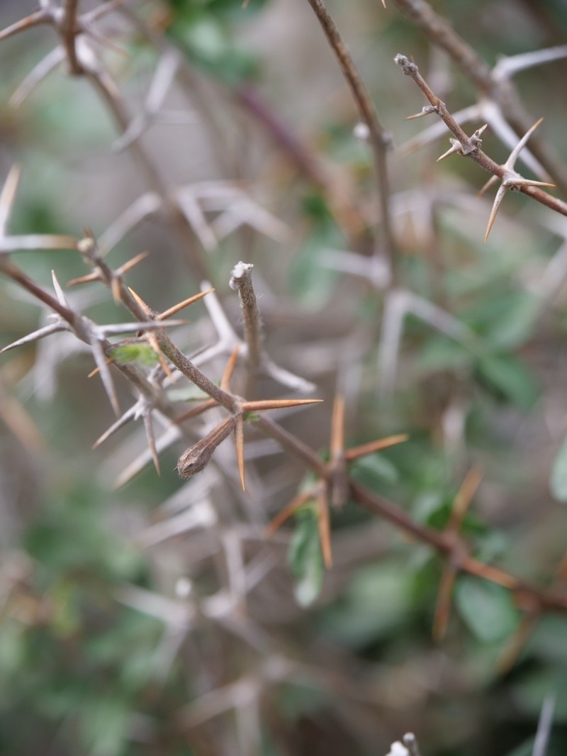 Acanthoprasium integrifolium photo 7