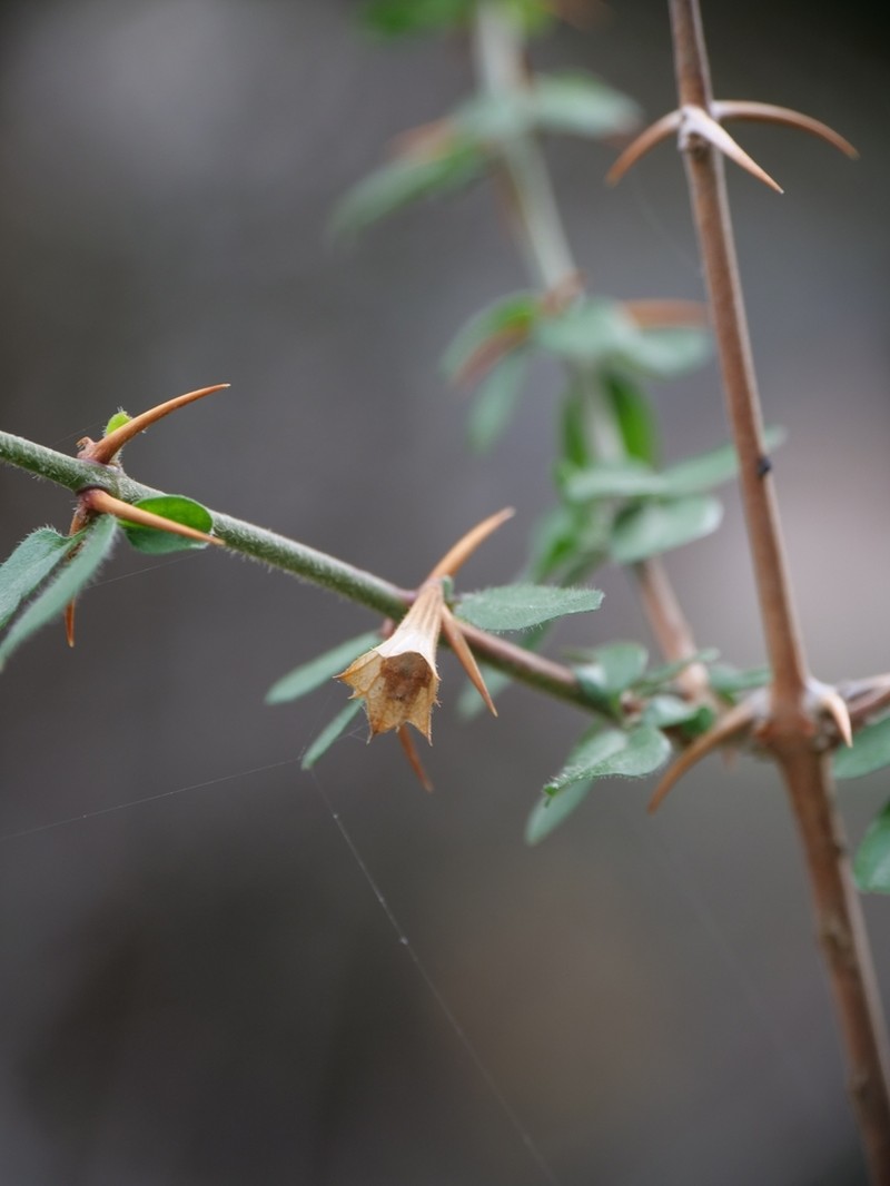 Acanthoprasium integrifolium photo 8