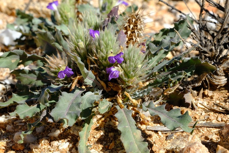 Acanthopsis adamanticola