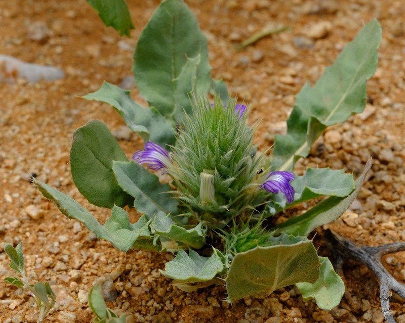 Acanthopsis adamanticola photo 2
