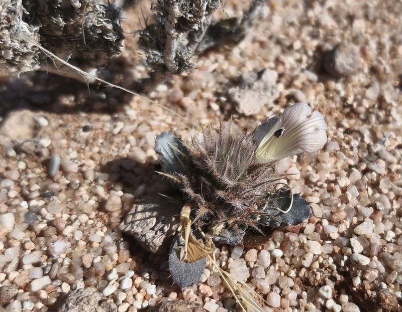 Acanthopsis adamanticola photo 3