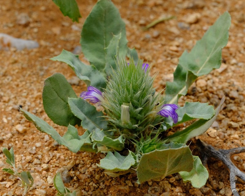 Acanthopsis adamanticola photo 5