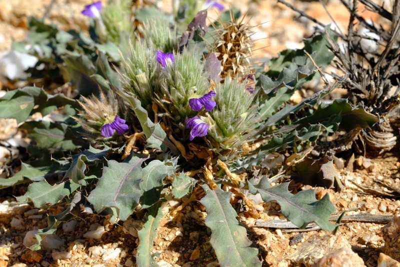 Acanthopsis adamanticola photo 6