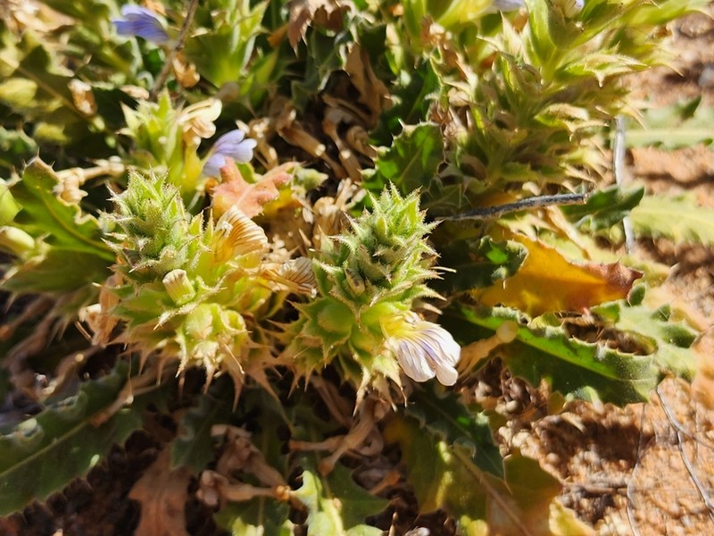 Acanthopsis carduifolia