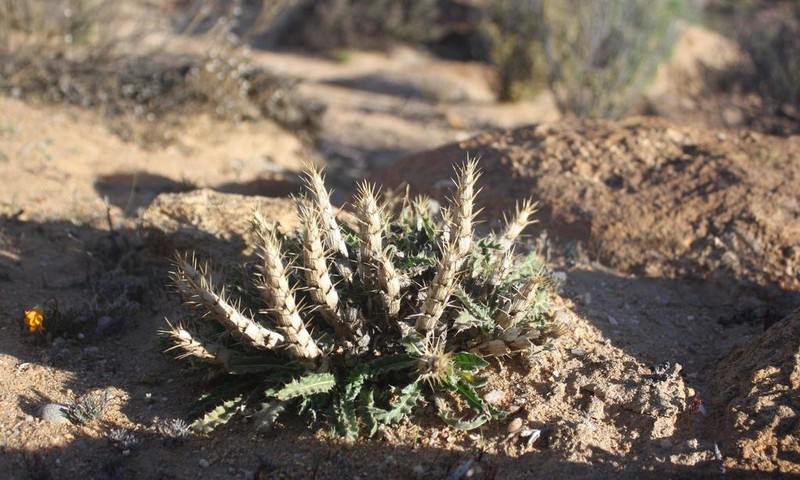 Acanthopsis carduifolia photo 2