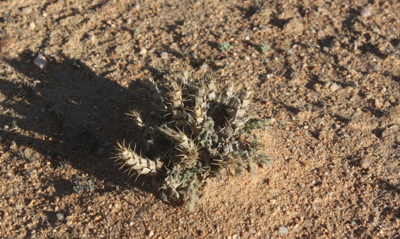 Acanthopsis carduifolia photo 4