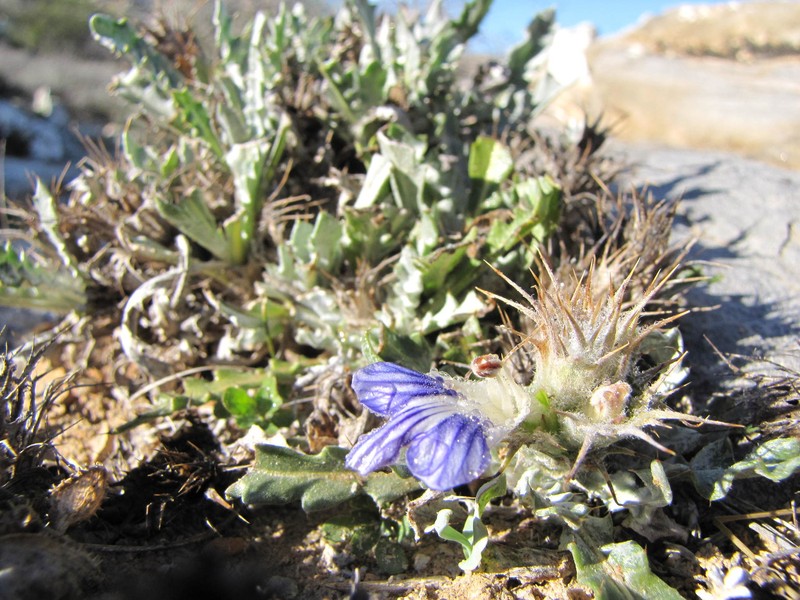 Acanthopsis carduifolia photo 5