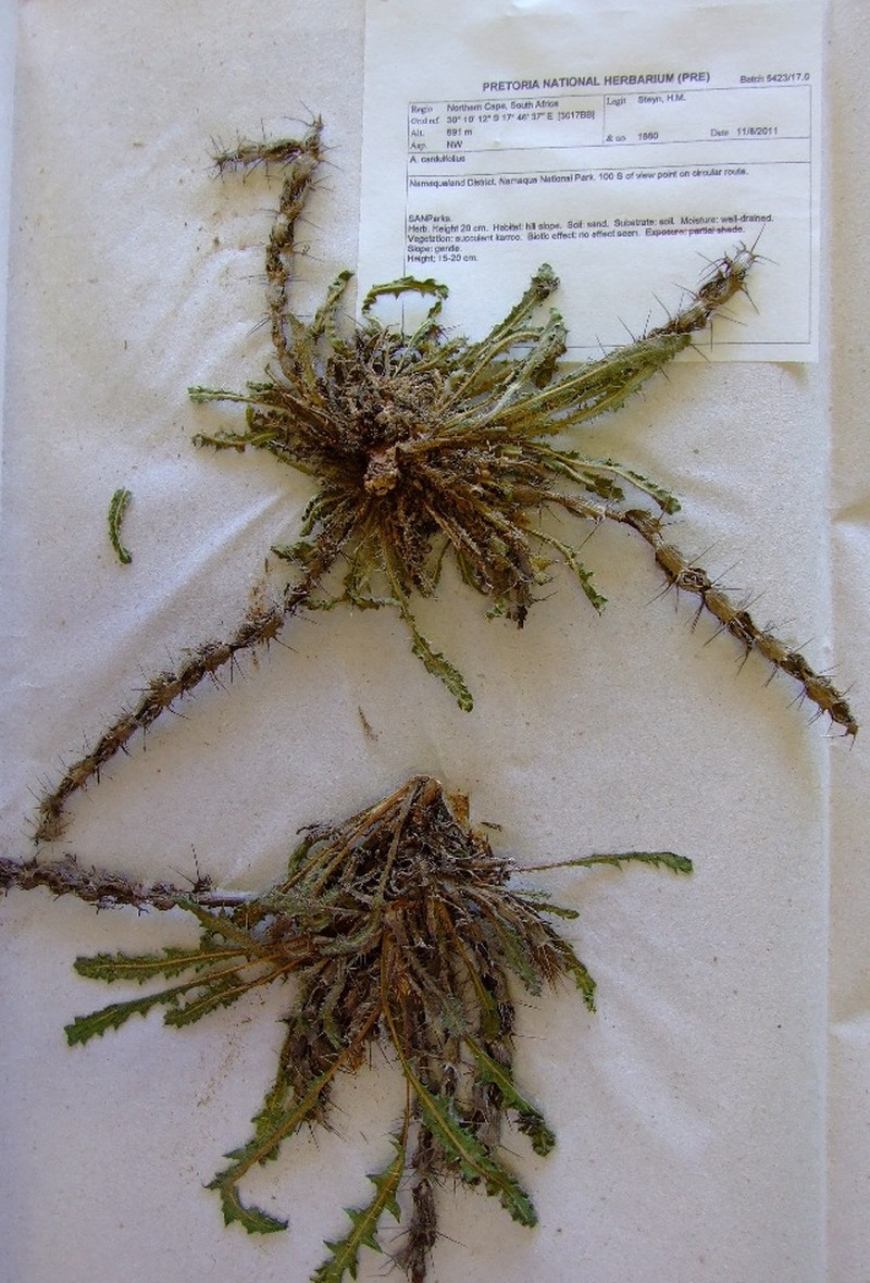 Acanthopsis carduifolia photo 6