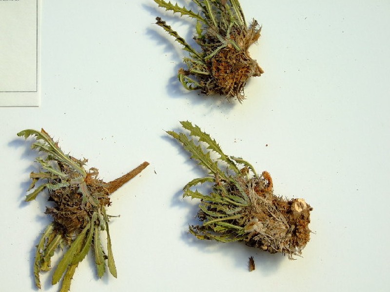 Acanthopsis carduifolia photo 7
