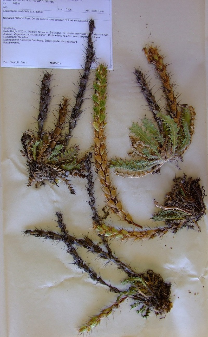 Acanthopsis carduifolia photo 8