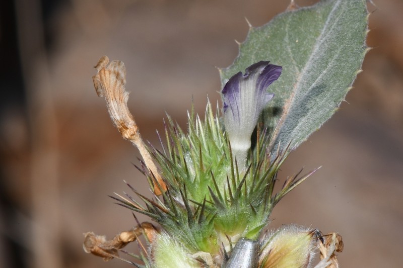 Acanthopsis disperma