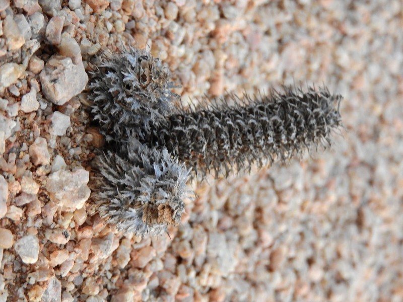 Acanthopsis disperma photo 2