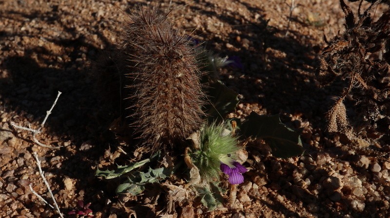 Acanthopsis disperma photo 4