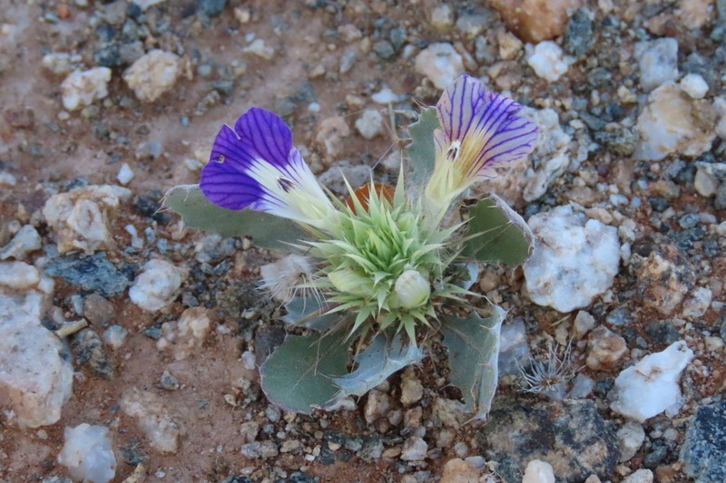 Acanthopsis disperma photo 5