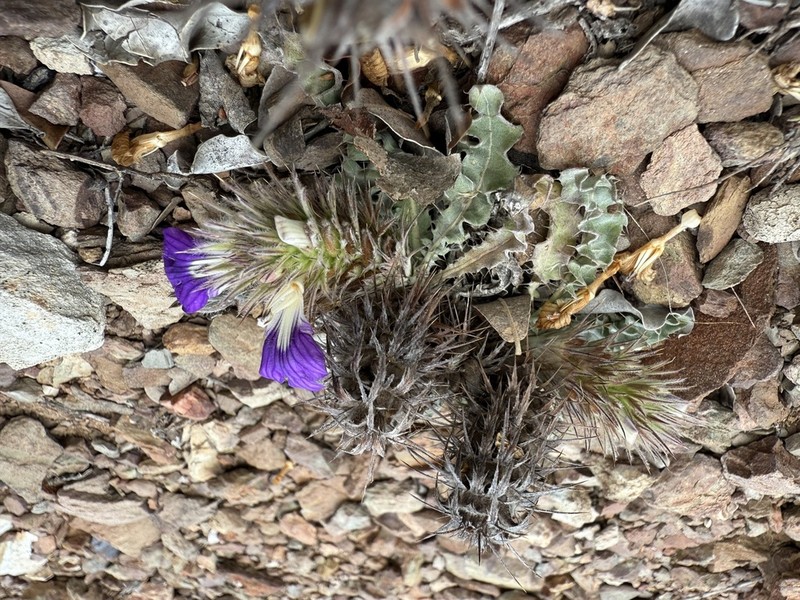 Acanthopsis dispermoides photo 2