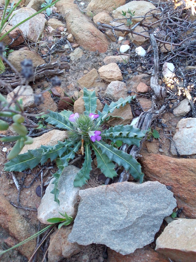 Acanthopsis dispermoides photo 3