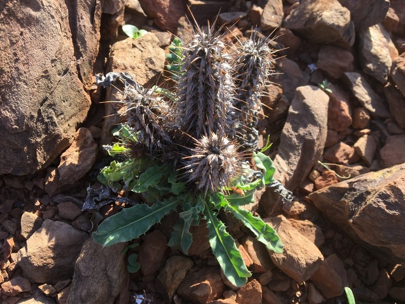 Acanthopsis dispermoides photo 4
