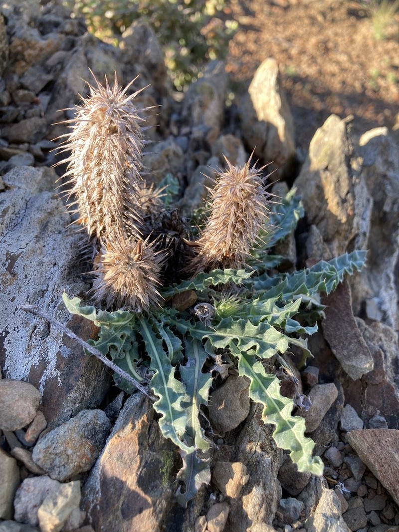 Acanthopsis dispermoides photo 5