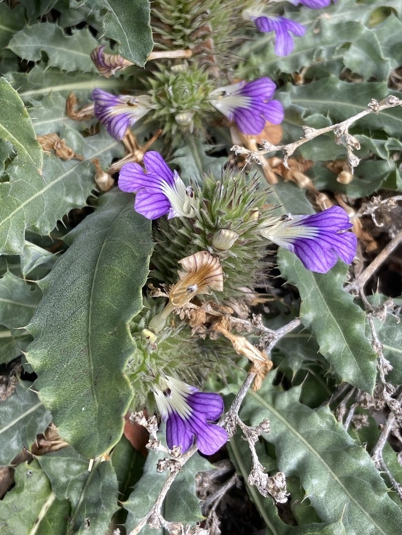 Acanthopsis dispermoides photo 6