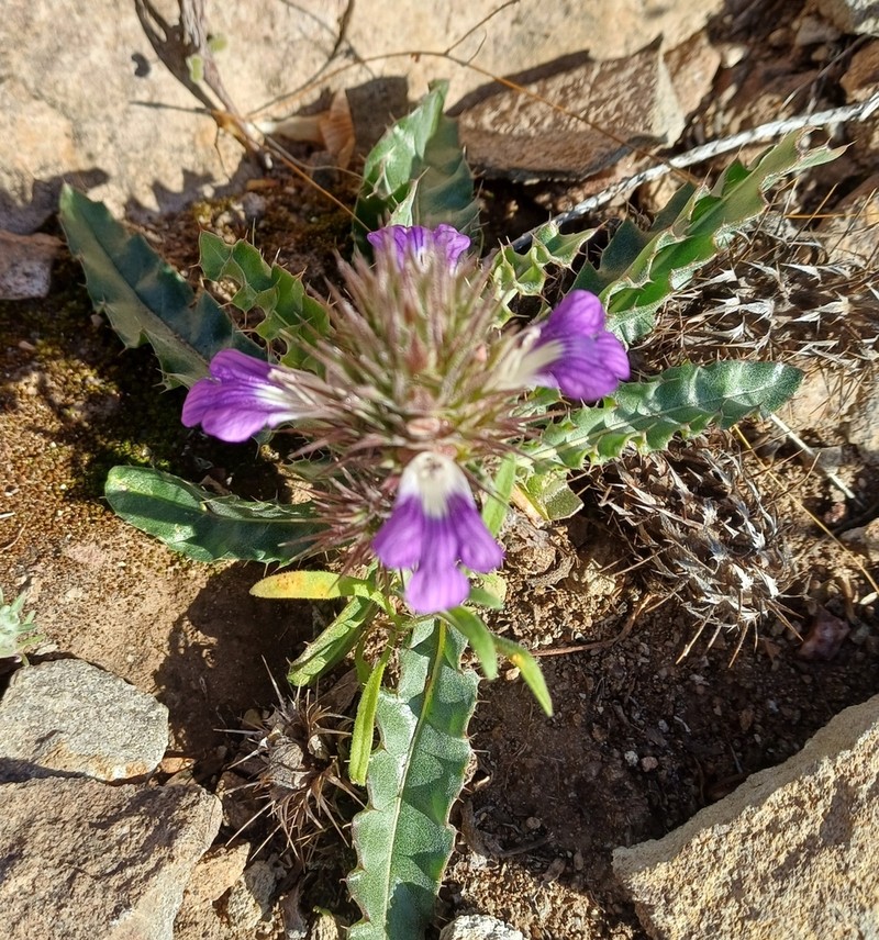 Acanthopsis dispermoides photo 7