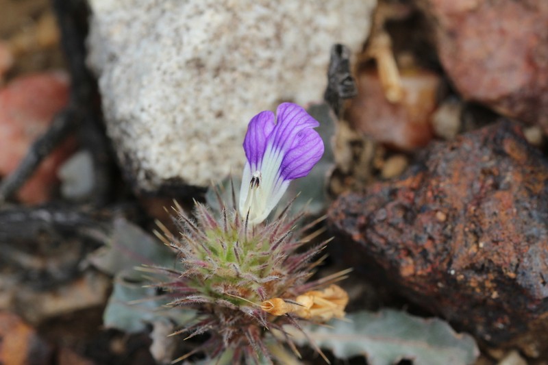 Acanthopsis dispermoides photo 8