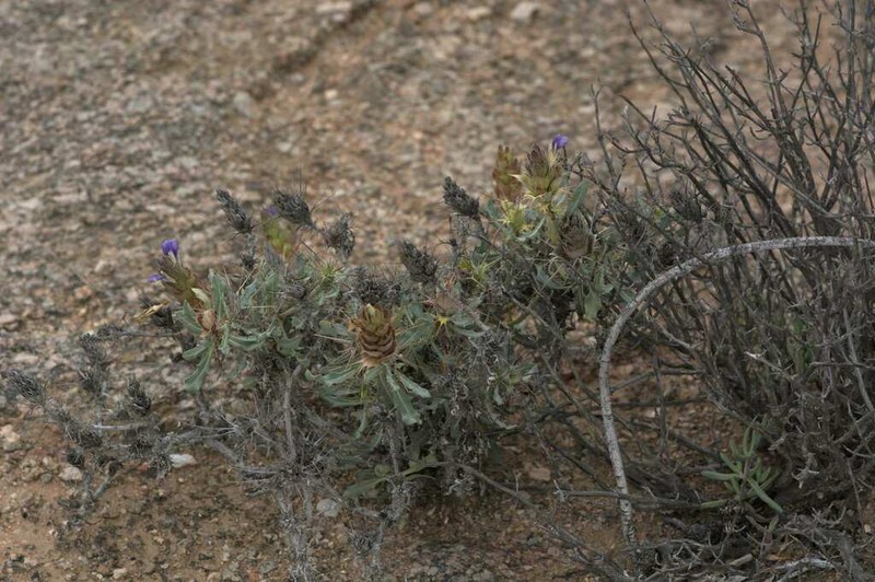 Acanthopsis dregeana