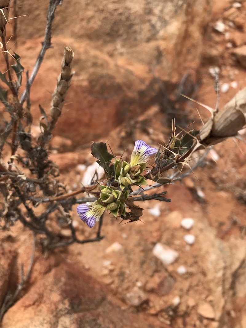 Acanthopsis dregeana photo 3