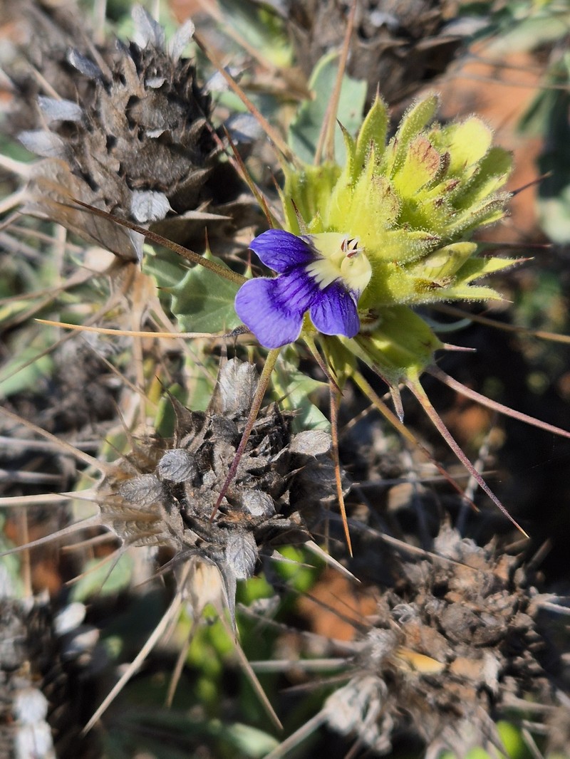 Acanthopsis dregeana photo 5