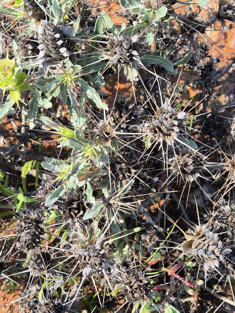Acanthopsis dregeana subsp. longispina