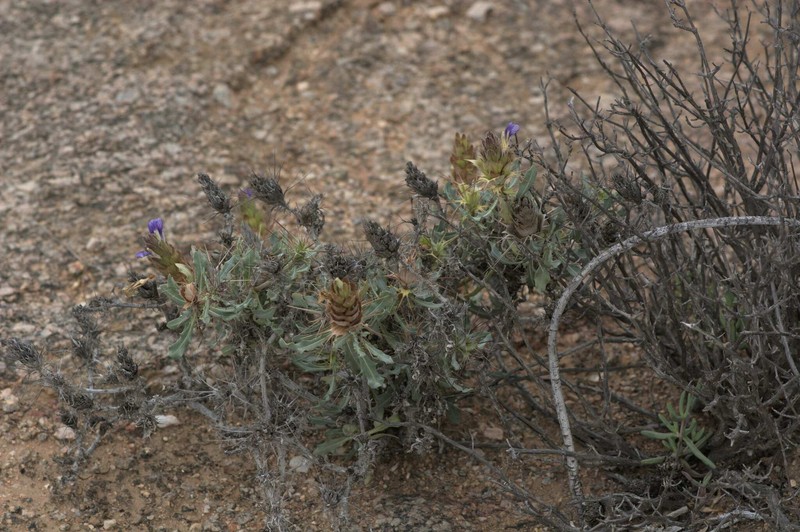 Acanthopsis dregeana subsp. longispina photo 2