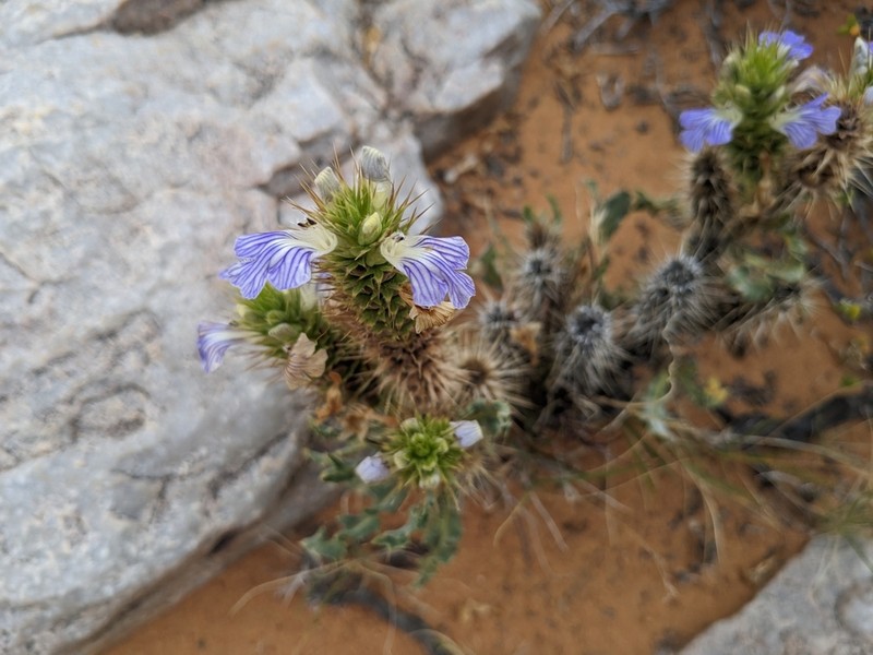 Acanthopsis erosa