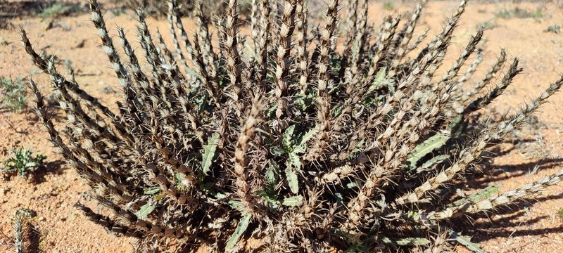 Acanthopsis glabra