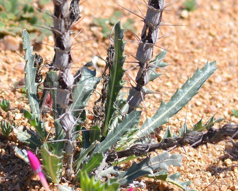 Acanthopsis glabra photo 2