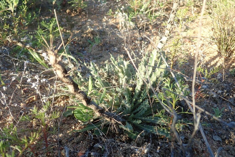 Acanthopsis glabra photo 3