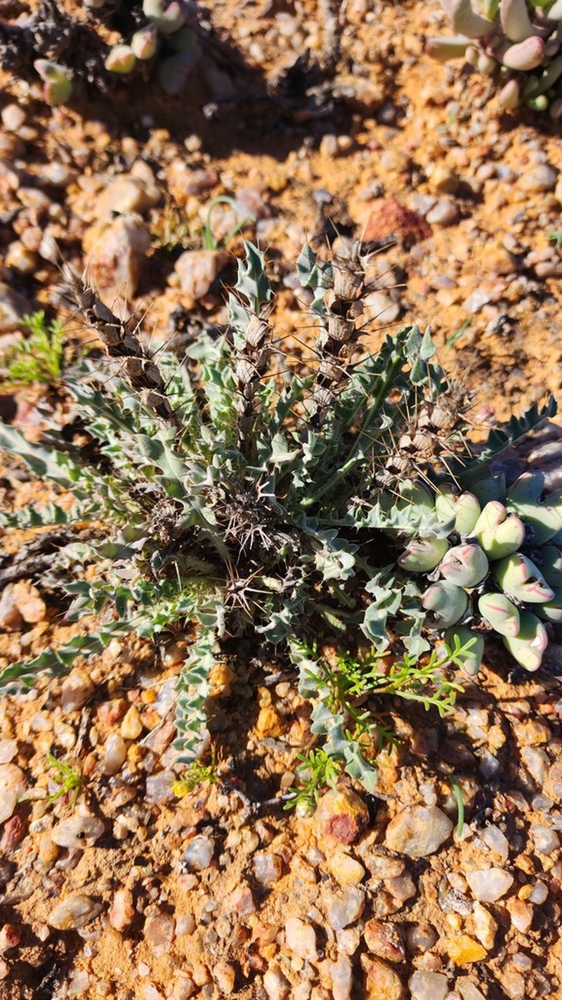 Acanthopsis glabra photo 7