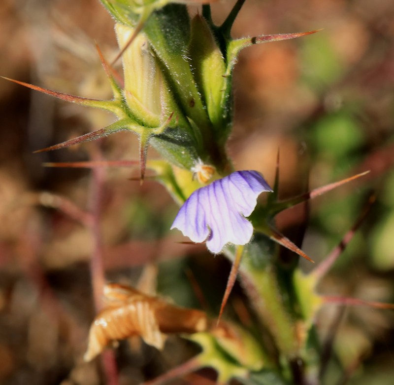Acanthopsis glabra photo 8