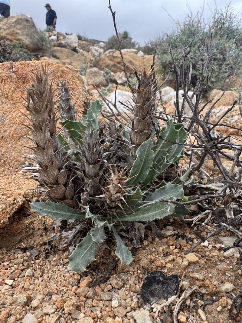 Acanthopsis glandulopalmata photo 2