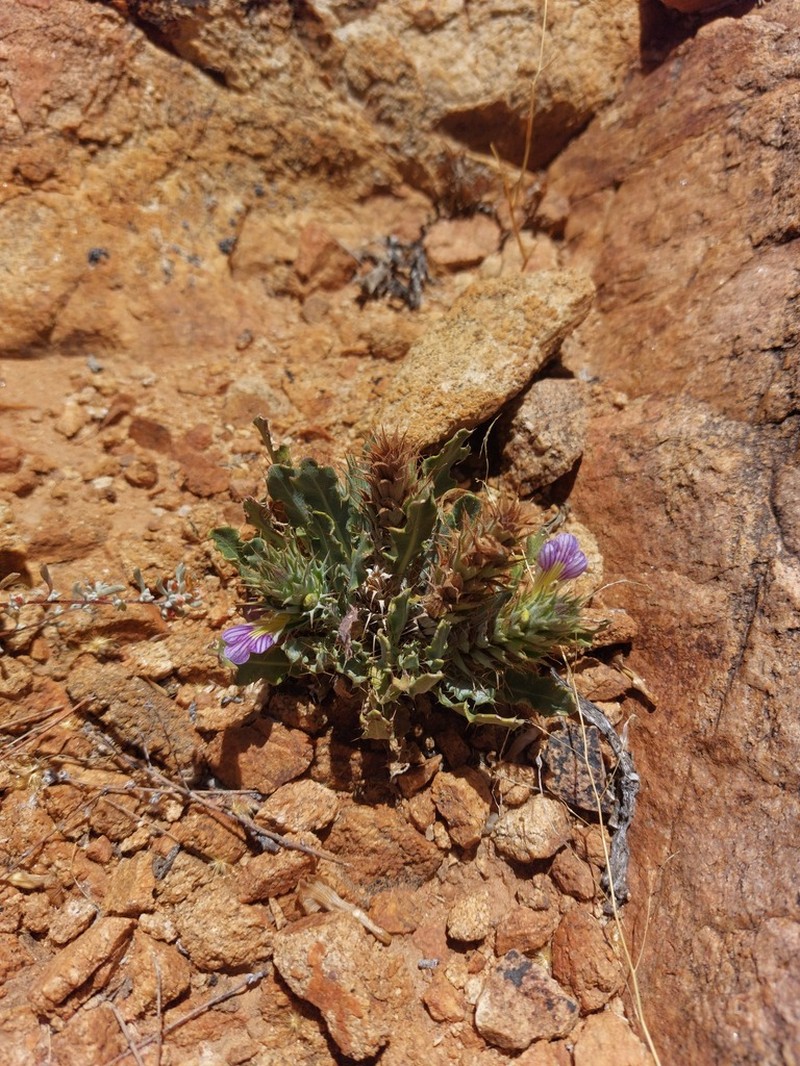 Acanthopsis glandulopalmata photo 3