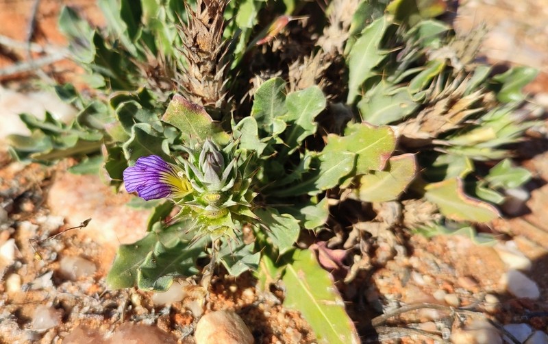Acanthopsis glandulopalmata photo 4