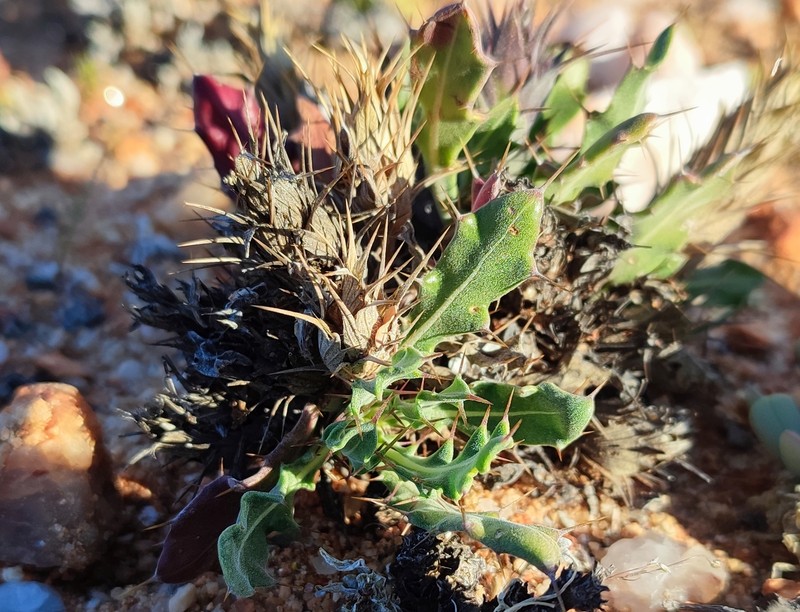 Acanthopsis glandulopalmata photo 6