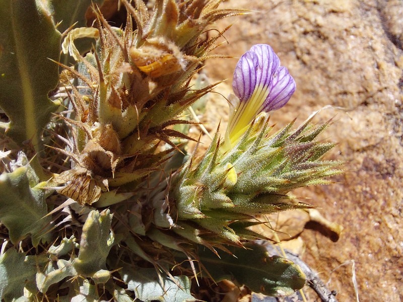Acanthopsis glandulopalmata photo 7