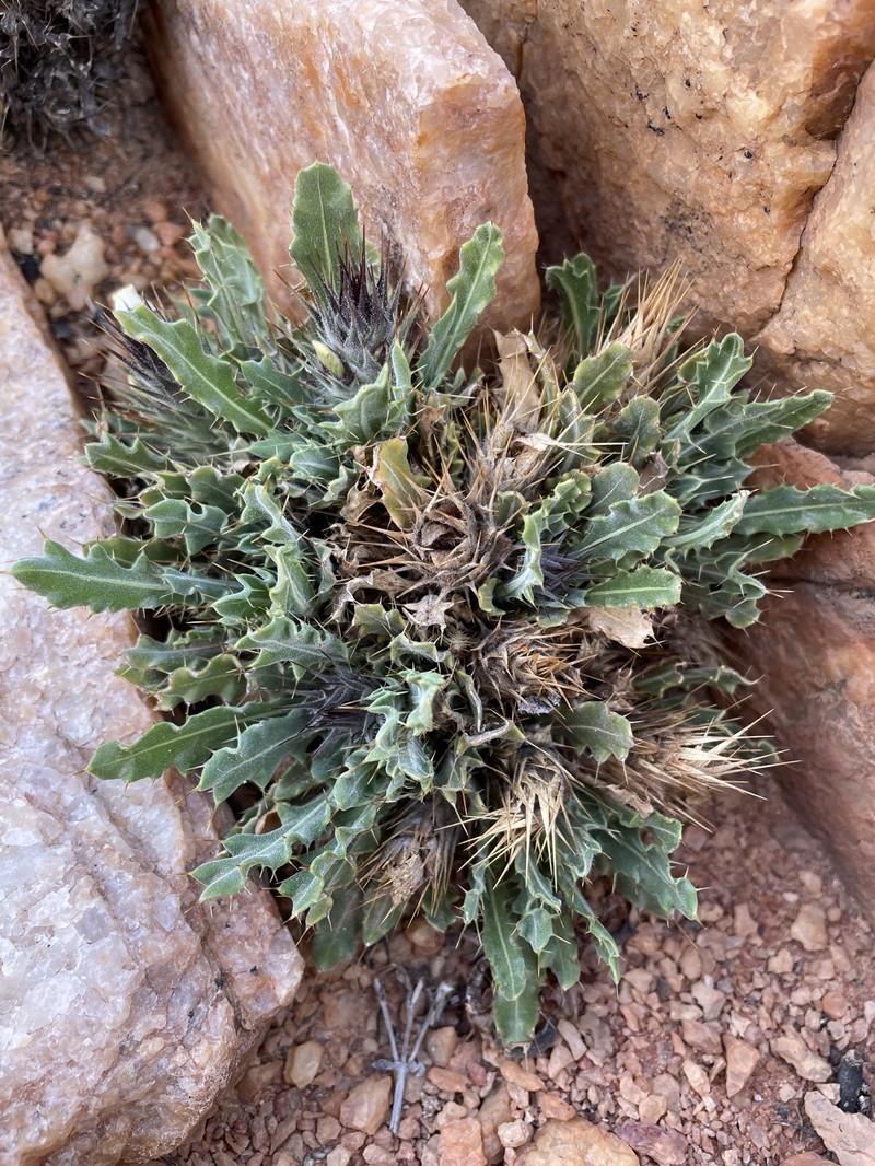 Acanthopsis glandulopalmata photo 8